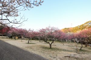 大高緑地公園（3月）梅まつり　名古屋市緑区の観光・撮影スポットの画像と写真