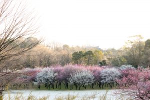 大高緑地公園（3月）梅まつり　名古屋市緑区の観光・撮影スポットの画像と写真