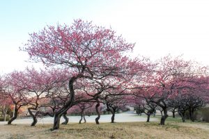 大高緑地公園（3月）梅まつり　名古屋市緑区の観光・撮影スポットの画像と写真