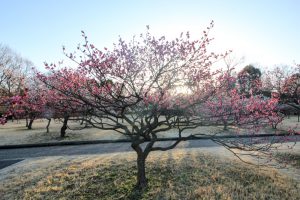 大高緑地公園（3月）梅まつり　名古屋市緑区の観光・撮影スポットの画像と写真