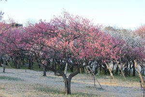 大高緑地公園（3月）梅まつり　名古屋市緑区の観光・撮影スポットの画像と写真
