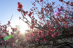 大高緑地公園（3月）梅まつり　名古屋市緑区の観光・撮影スポットの画像と写真