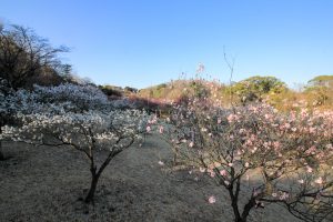 大高緑地公園（3月）梅まつり　名古屋市緑区の観光・撮影スポットの画像と写真
