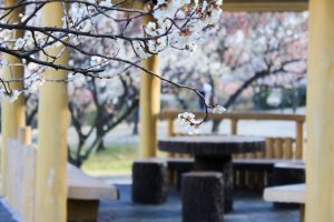 大高緑地公園（3月）梅まつり　名古屋市緑区の観光・撮影スポットの画像と写真大高緑地公園（3月）梅まつり　名古屋市緑区の観光・撮影スポットの画像と写真