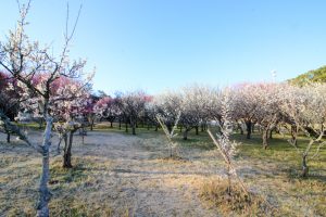 大高緑地公園（3月）梅まつり　名古屋市緑区の観光・撮影スポットの画像と写真