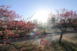 大高緑地公園（3月）梅まつり　名古屋市緑区の観光・撮影スポットの画像と写真大高緑地公園（3月）梅まつり　名古屋市緑区の観光・撮影スポットの画像と写真