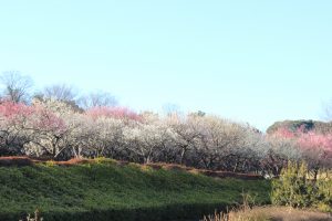 大高緑地公園（3月）梅まつり　名古屋市緑区の観光・撮影スポットの画像と写真大高緑地公園（3月）梅まつり　名古屋市緑区の観光・撮影スポットの画像と写真