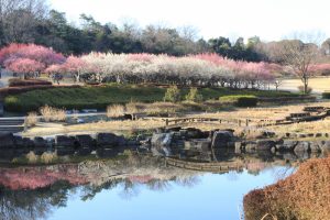 大高緑地公園（3月）梅まつり　名古屋市緑区の観光・撮影スポットの画像と写真