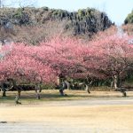 大高緑地公園（3月）梅まつり　名古屋市緑区の観光・撮影スポットの画像と写真