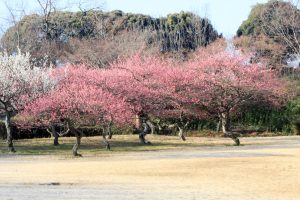 大高緑地公園（3月）梅まつり　名古屋市緑区の観光・撮影スポットの画像と写真