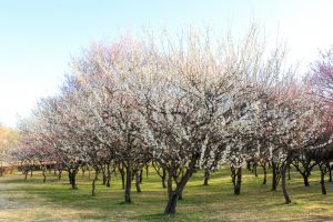 大高緑地公園（3月）梅まつり　名古屋市緑区の観光・撮影スポットの画像と写真
