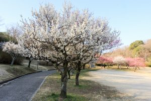 大高緑地公園（3月）梅まつり　名古屋市緑区の観光・撮影スポットの画像と写真