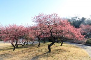 大高緑大高緑地公園（3月）梅まつり　名古屋市緑区の観光・撮影スポットの画像と写真