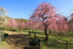 農業センターdelaふぁーむ　梅まつり　枝垂れ梅　名古屋市天白区の観光・撮影スポットの写真と風景