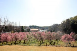 農業センターdelaふぁーむ　梅まつり　枝垂れ梅　名古屋市天白区の観光・撮影スポットの写真と風景