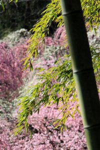 農業センターdelaふぁーむ　梅まつり　枝垂れ梅と竹　名古屋市天白区の観光・撮影スポットの写真と風景