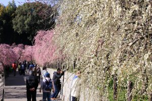 農業センターdelaふぁーむ　梅まつり　枝垂れ梅　名古屋市天白区の観光・撮影スポットの写真と風景