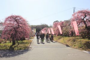 農業センターdelaふぁーむ　梅まつり　出店　名古屋市天白区の観光・撮影スポットの写真と風景