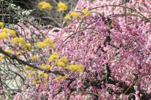 農業センターdelaふぁーむ　梅まつり　しだれ梅　名古屋市天白区の観光・撮影スポットの写真と風景