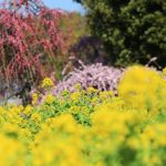 農業センターdelaふぁーむ　梅まつり　しだれ梅と菜の花　名古屋市天白区の観光・撮影スポットの写真と風景