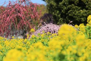 農業センターdelaふぁーむ　梅まつり　しだれ梅と菜の花　名古屋市天白区の観光・撮影スポットの写真と風景