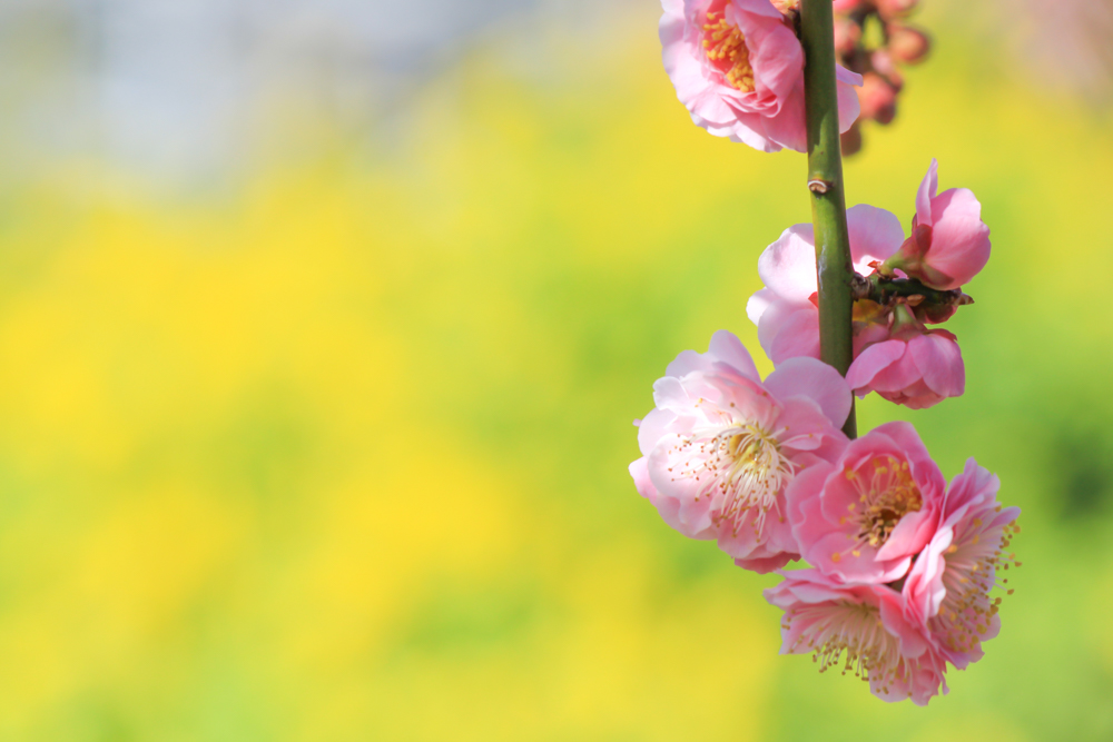 農業センターdelaふぁーむ　梅まつり　しだれ梅と菜の花　名古屋市天白区の観光・撮影スポットの写真と風景