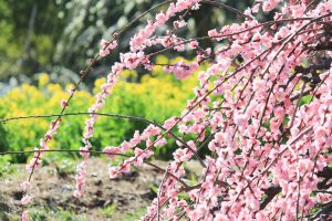 農業センターdelaふぁーむ　梅まつり　しだれ梅と菜の花　名古屋市天白区の観光・撮影スポットの写真と風景