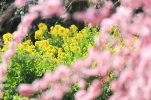 農業センターdelaふぁーむ　梅まつり　しだれ梅と菜の花　名古屋市天白区の観光・撮影スポットの写真と風景