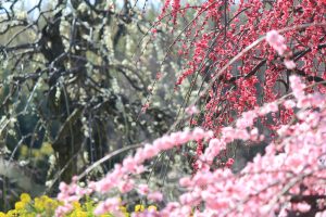 農業センターdelaふぁーむ　梅まつり　しだれ梅と菜の花　名古屋市天白区の観光・撮影スポットの写真と風景