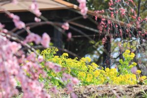 農業センターdelaふぁーむ　梅まつり　しだれ梅と菜の花　名古屋市天白区の観光・撮影スポットの写真と風景
