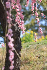 農業センターdelaふぁーむ　梅まつり　しだれ梅と菜の花　名古屋市天白区の観光・撮影スポットの写真と風景