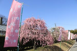 農業センターdelaふぁーむ　梅まつり　しだれ梅　名古屋市天白区の観光・撮影スポットの写真と風景