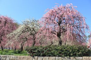 農業センターdelaふぁーむ　梅まつり　しだれ梅　名古屋市天白区の観光・撮影スポットの写真と風景