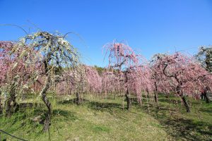 農業センターdelaふぁーむ　梅まつり　しだれ梅　名古屋市天白区の観光・撮影スポットの写真と風景