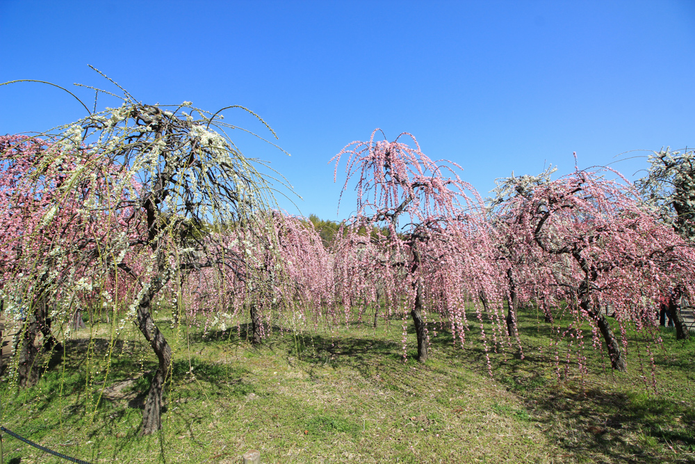 農業センターdelaふぁーむ　梅まつり　しだれ梅　名古屋市天白区の観光・撮影スポットの写真と風景