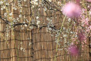 農業センターdelaふぁーむ　梅まつり　しだれ梅　名古屋市天白区の観光・撮影スポットの写真と風景