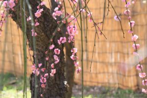農業センターdelaふぁーむ　梅まつり　しだれ梅　名古屋市天白区の観光・撮影スポットの写真と風景