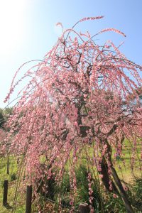 農業センターdelaふぁーむ　梅まつり　しだれ梅　名古屋市天白区の観光・撮影スポットの写真と風景