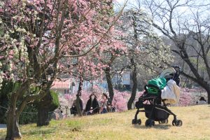 農業センターdelaふぁーむ　梅まつり　しだれ梅　名古屋市天白区の観光・撮影スポットの写真と風景