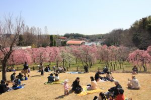 農業センターdelaふぁーむ　梅まつり　しだれ梅　名古屋市天白区の観光・撮影スポットの写真と風景