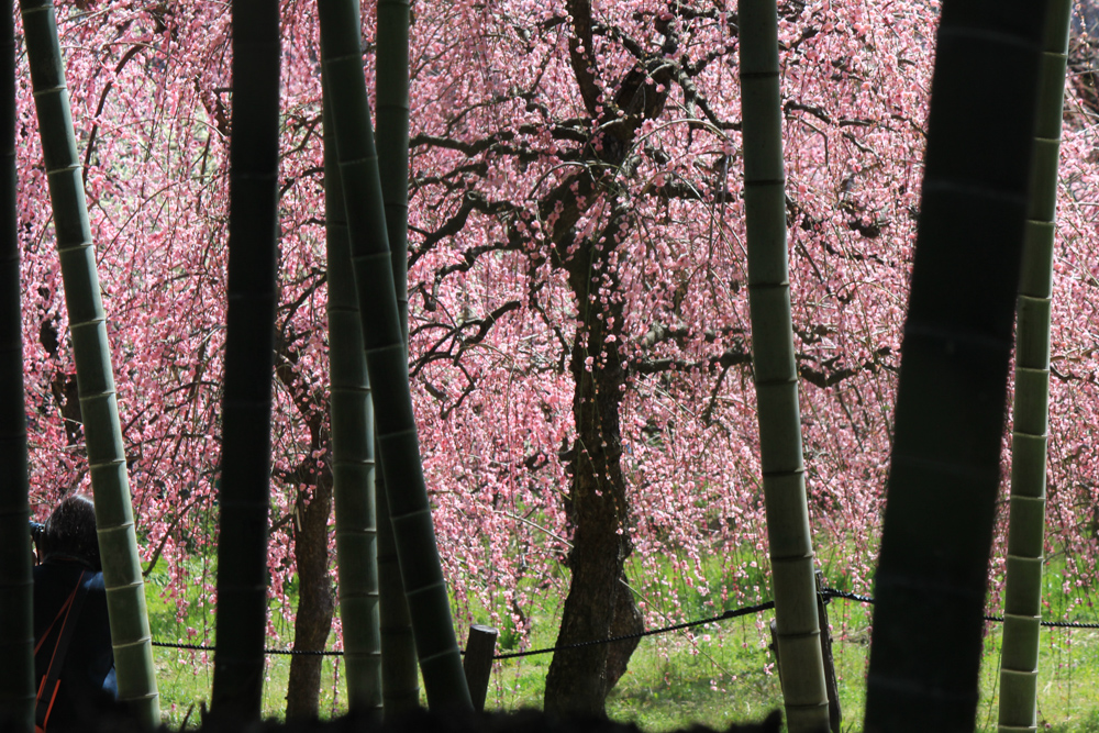 農業センターdelaふぁーむ　梅まつり　枝垂れ梅と竹　名古屋市天白区の観光・撮影スポットの写真と風景