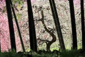 農業センターdelaふぁーむ　梅まつり　枝垂れ梅と竹　名古屋市天白区の観光・撮影スポットの写真と風景