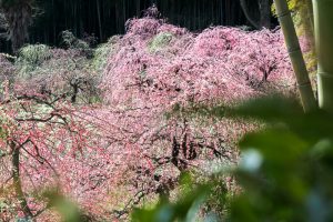 農業センターdelaふぁーむ　梅まつり　枝垂れ梅と竹　名古屋市天白区の観光・撮影スポットの写真と風景