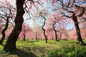 農業センターdelaふぁーむ　梅まつり　しだれ梅　名古屋市天白区の観光・撮影スポットの写真と風景