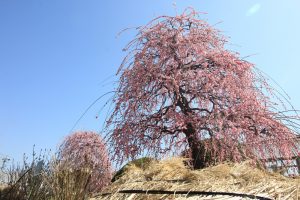 農業センターdelaふぁーむ　梅まつり　しだれ梅　名古屋市天白区の観光・撮影スポットの写真と風景