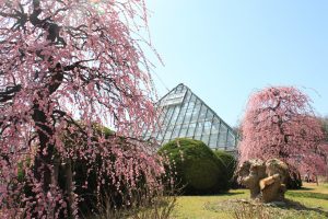 農業センターdelaふぁーむ　梅まつり　しだれ梅　名古屋市天白区の観光・撮影スポットの写真と風景