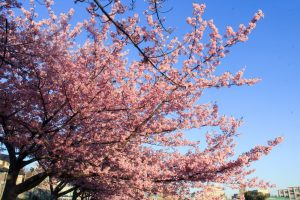 乙川、河津桜、3月の春の花、愛知県岡崎市の観光・撮影スポットの画像と写真