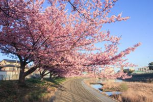 乙川、河津桜、3月の春の花、愛知県岡崎市の観光・撮影スポットの画像と写真