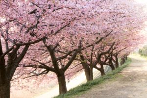 乙川、河津桜、3月の春の花、愛知県岡崎市の観光・撮影スポットの画像と写真