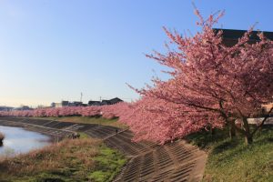 乙川、河津桜、3月の春の花、愛知県岡崎市の観光・撮影スポットの画像と写真